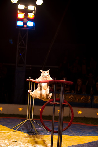 2009-05-01 - Cirkus Wictoria från Råcksta Rondellen, Stockholm