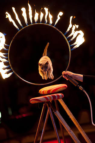 2009-09-06 - Cirkus Brazil Jack från Tantolunden, Stockholm