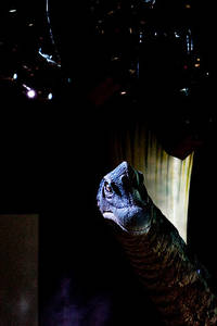 2009-10-09 - Walking With Dinosaurs - The Arena Spectacular från Scandinavium, Göteborg